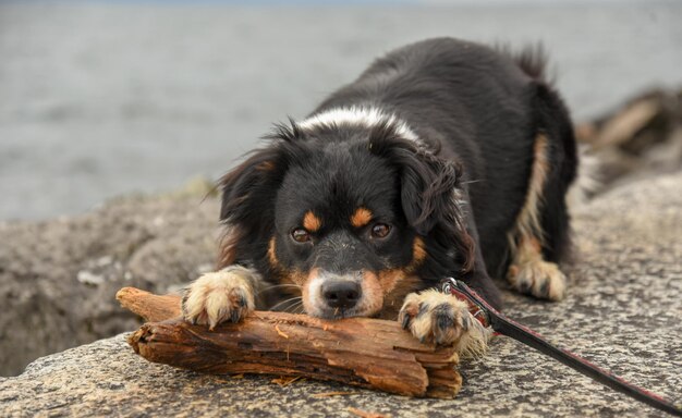 Nahaufnahme eines Hundes