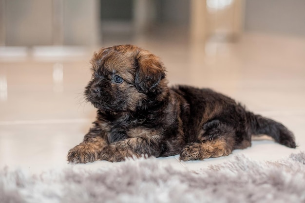 Nahaufnahme eines Hundes