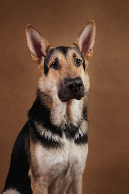 Nahaufnahme eines Hundes