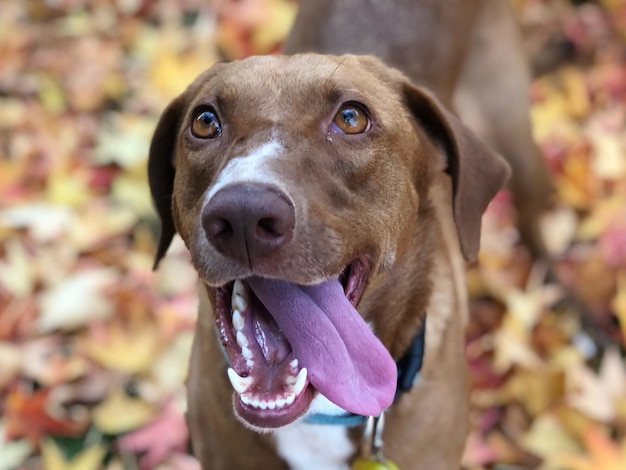 Foto nahaufnahme eines hundes