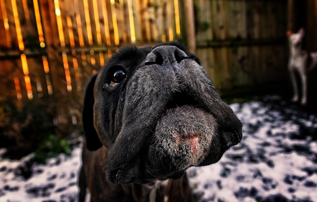 Nahaufnahme eines Hundes