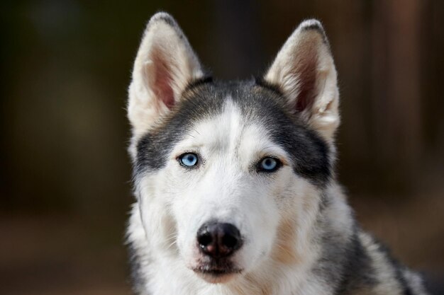 Foto nahaufnahme eines hundes