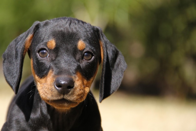 Nahaufnahme eines Hundes