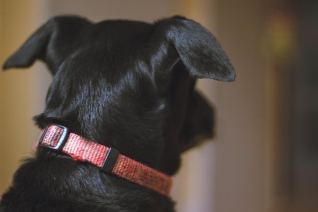 Foto nahaufnahme eines hundes