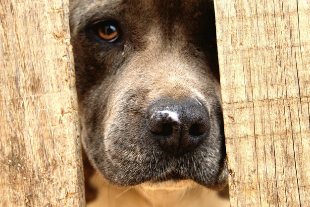 Foto nahaufnahme eines hundes