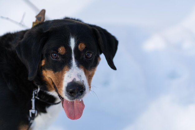 Foto nahaufnahme eines hundes