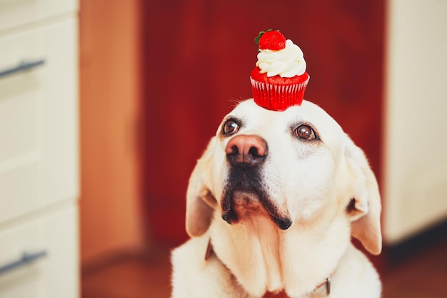 Nahaufnahme eines Hundes