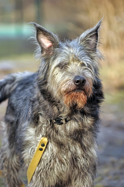 Foto nahaufnahme eines hundes