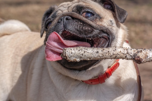 Foto nahaufnahme eines hundes