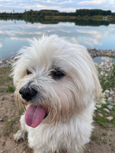 Foto nahaufnahme eines hundes