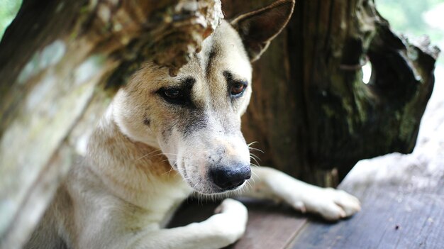 Nahaufnahme eines Hundes