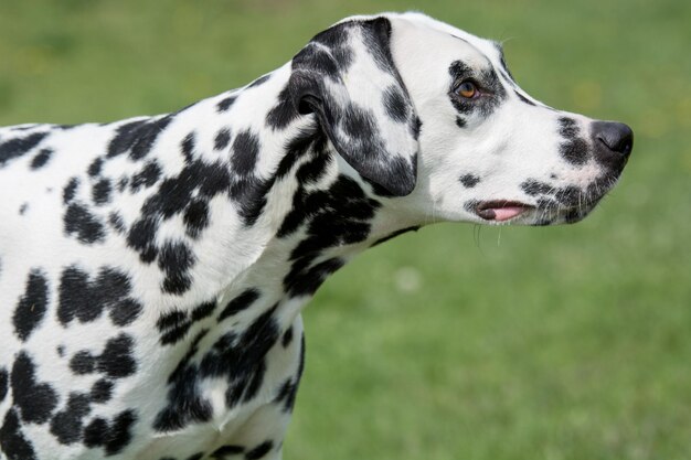 Foto nahaufnahme eines hundes