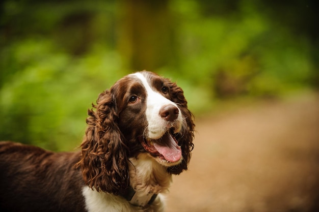 Nahaufnahme eines Hundes
