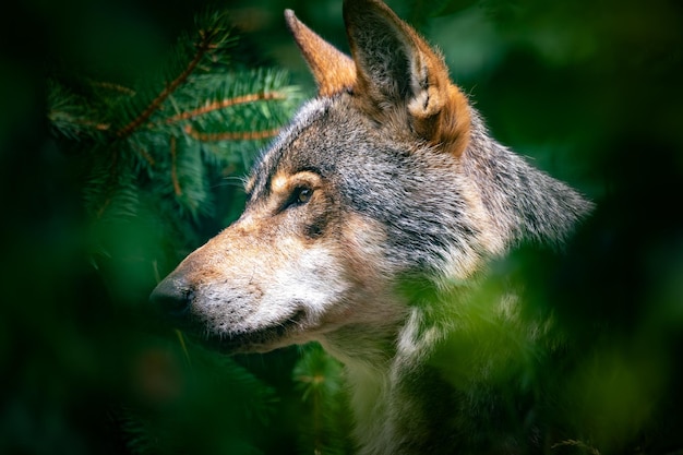 Nahaufnahme eines Hundes