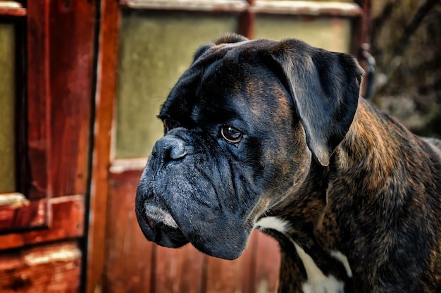 Foto nahaufnahme eines hundes