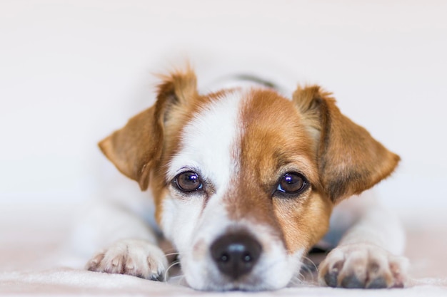 Nahaufnahme eines Hundes