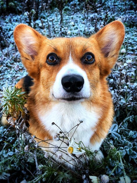 Foto nahaufnahme eines hundes