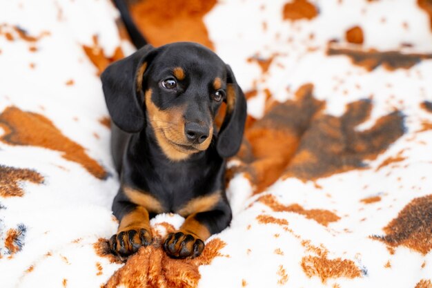 Foto nahaufnahme eines hundes