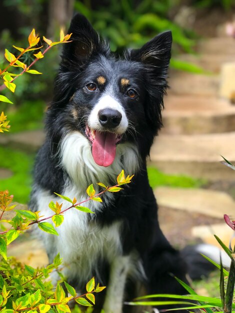 Foto nahaufnahme eines hundes