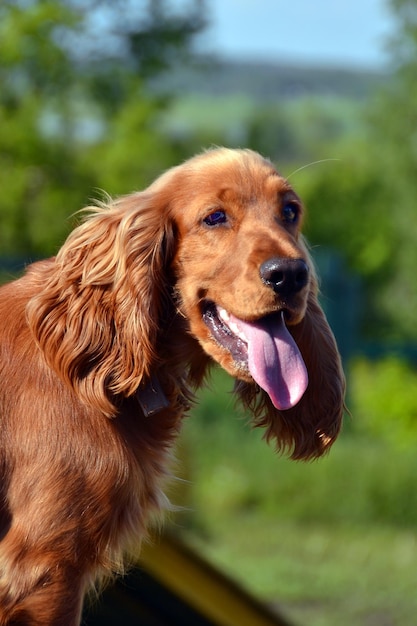 Nahaufnahme eines Hundes