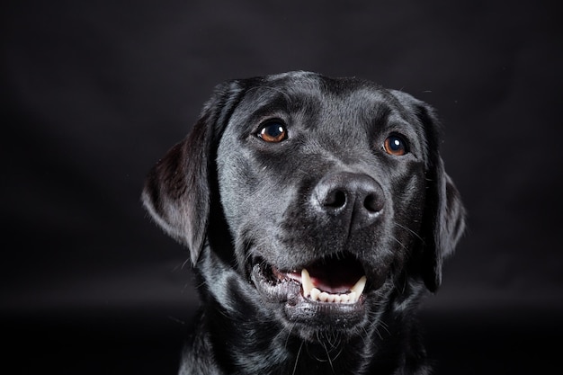 Nahaufnahme eines Hundes