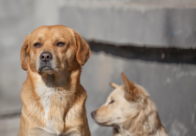 Nahaufnahme eines Hundes