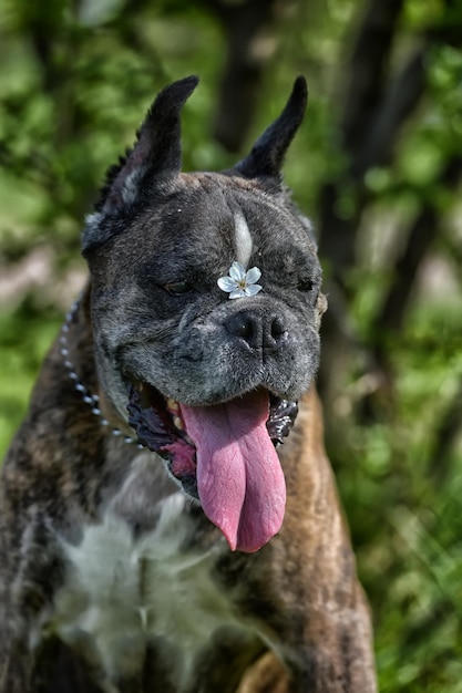 Foto nahaufnahme eines hundes