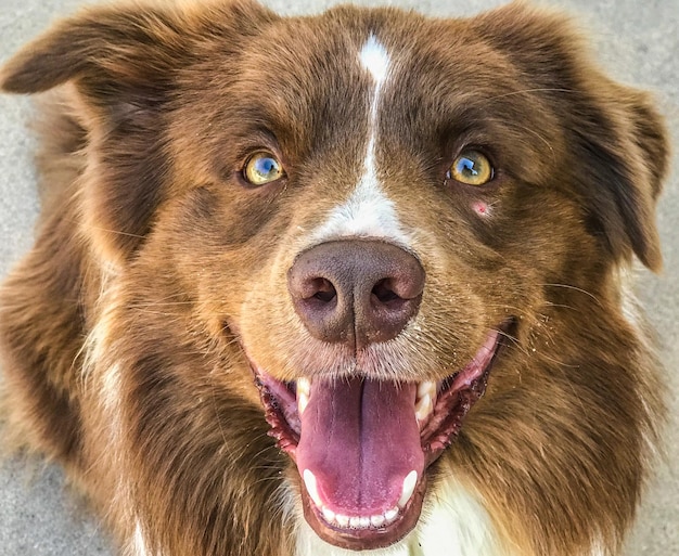 Foto nahaufnahme eines hundes