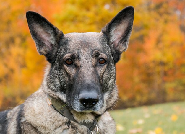 Foto nahaufnahme eines hundes