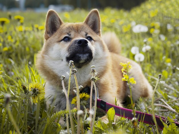 Foto nahaufnahme eines hundes