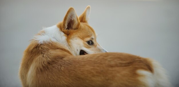 Foto nahaufnahme eines hundes