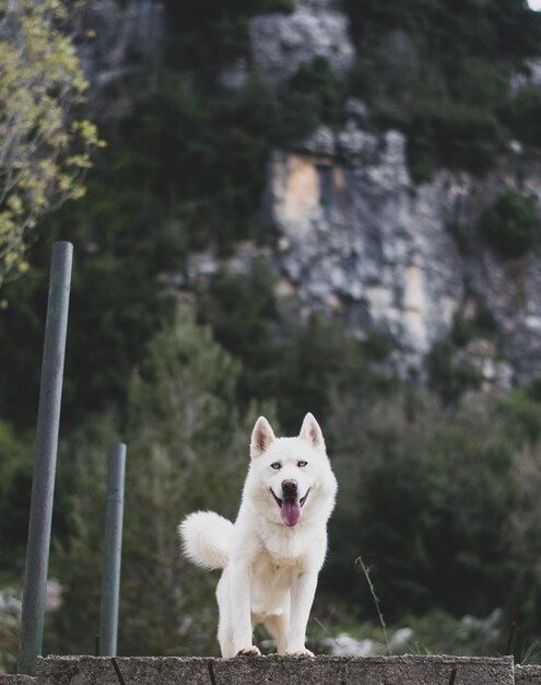 Foto nahaufnahme eines hundes