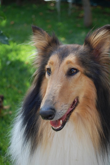 Nahaufnahme eines Hundes