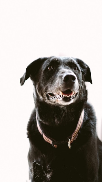 Nahaufnahme eines Hundes