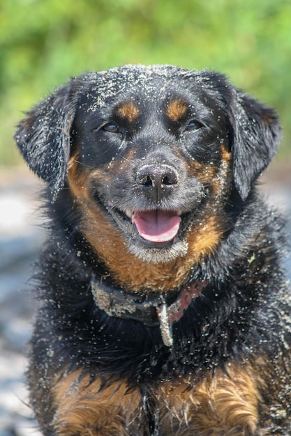 Foto nahaufnahme eines hundes