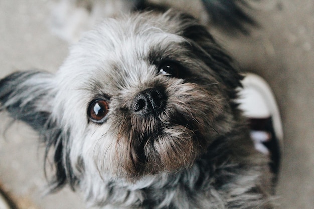 Nahaufnahme eines Hundes