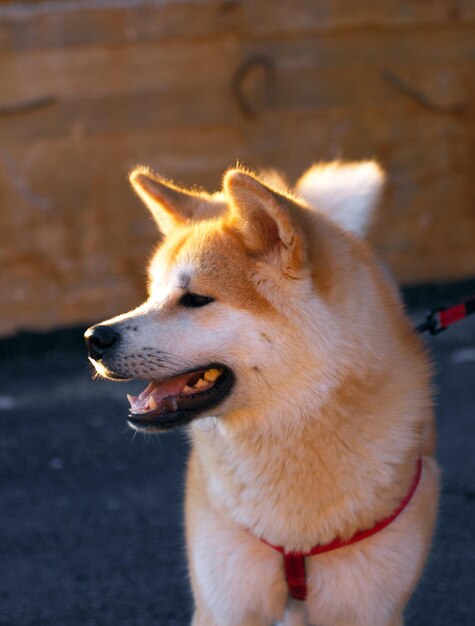 Foto nahaufnahme eines hundes