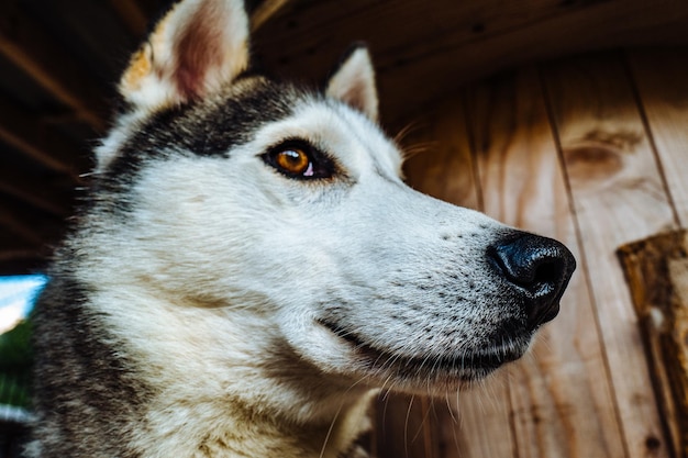 Foto nahaufnahme eines hundes