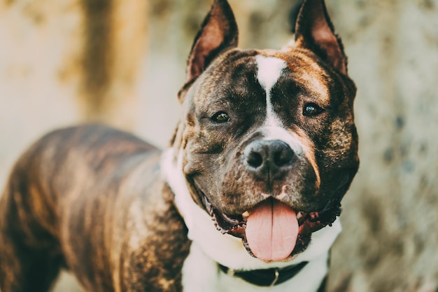 Nahaufnahme eines Hundes