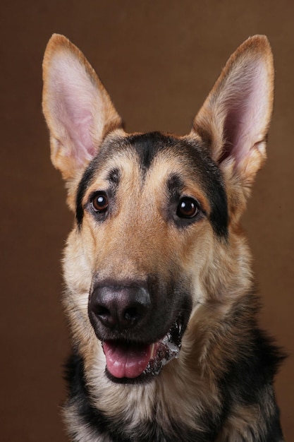 Nahaufnahme eines Hundes