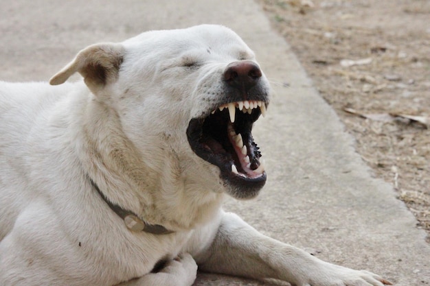 Foto nahaufnahme eines hundes