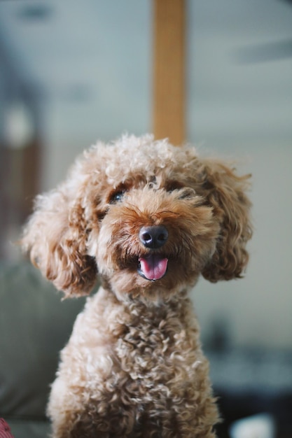 Nahaufnahme eines Hundes