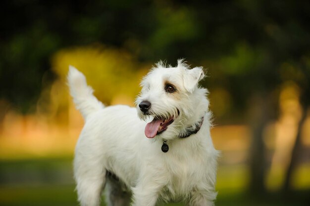 Nahaufnahme eines Hundes