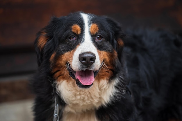 Foto nahaufnahme eines hundes