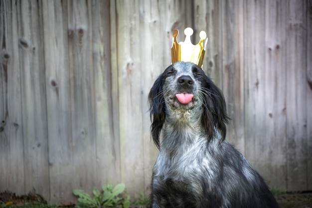 Nahaufnahme eines Hundes.