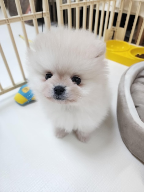 Nahaufnahme eines Hundes