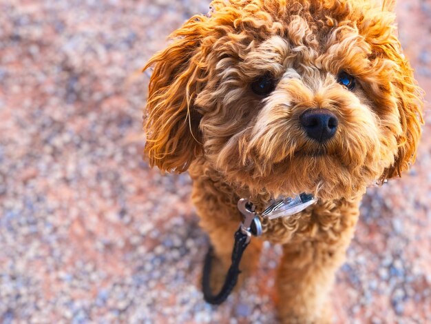 Foto nahaufnahme eines hundes