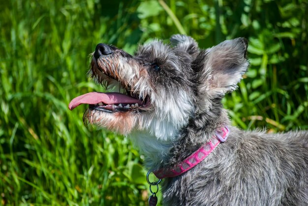 Foto nahaufnahme eines hundes