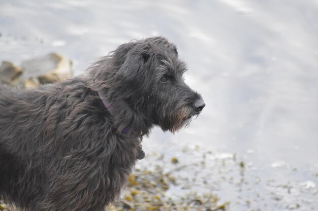 Foto nahaufnahme eines hundes