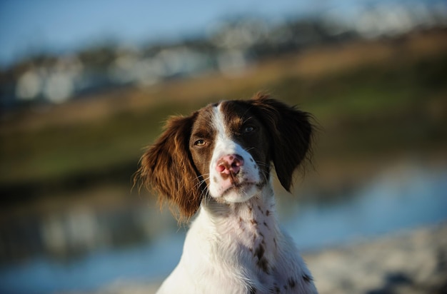 Foto nahaufnahme eines hundes